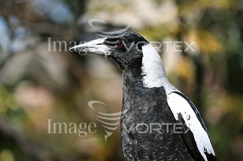 Bird royalty free stock image #608080982