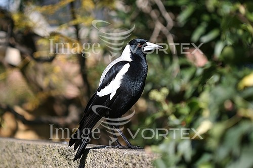 Bird royalty free stock image #608090335