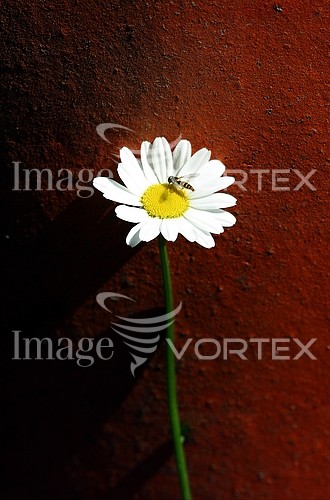 Flower royalty free stock image #609668125