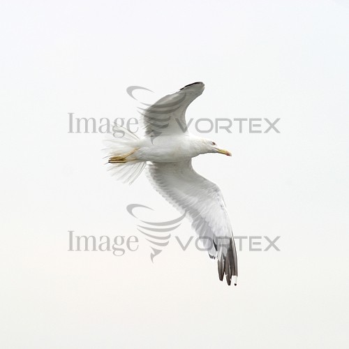 Bird royalty free stock image #610870881