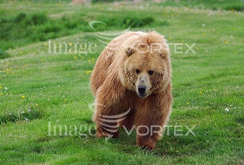 Animal / wildlife royalty free stock image #615040067