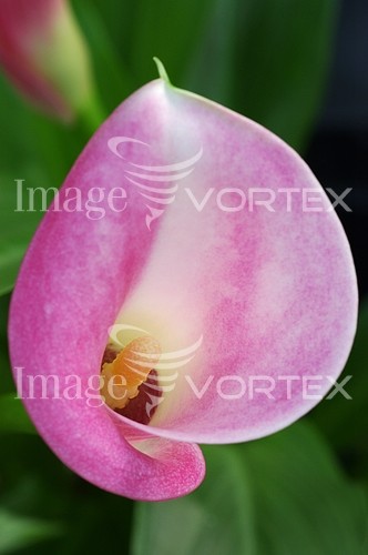 Flower royalty free stock image #615650656