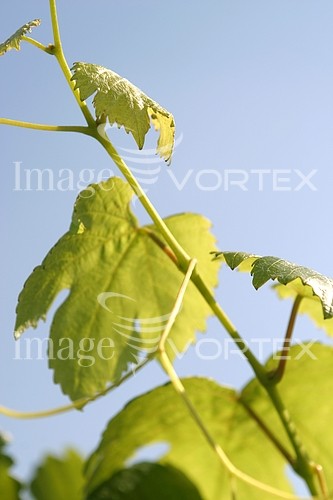 Industry / agriculture royalty free stock image #615437648