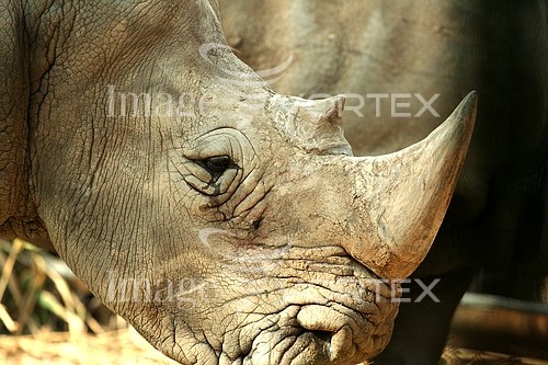 Animal / wildlife royalty free stock image #616996058
