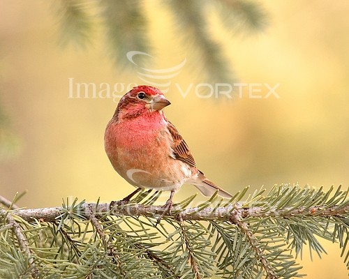 Bird royalty free stock image #618907205