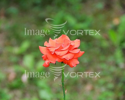 Flower royalty free stock image #618739700