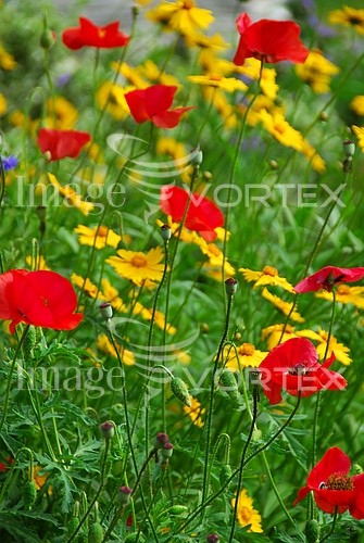 Flower royalty free stock image #619217953