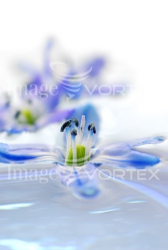 Flower royalty free stock image #620473083