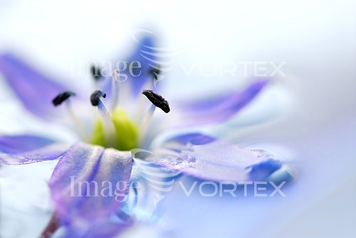 Flower royalty free stock image #620564326