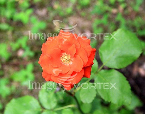 Flower royalty free stock image #621864388