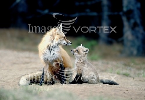 Animal / wildlife royalty free stock image #628433169