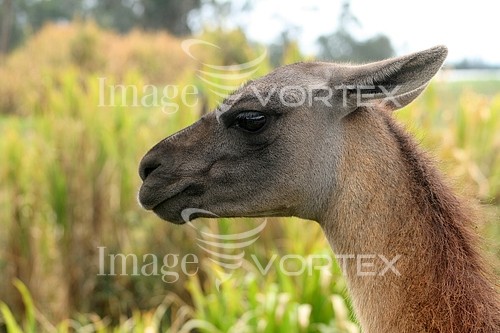 Animal / wildlife royalty free stock image #628303969