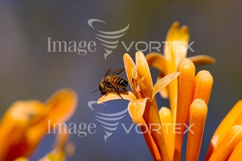 Insect / spider royalty free stock image #629037671