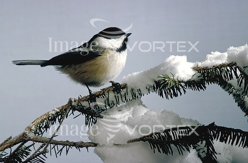 Bird royalty free stock image #629929329