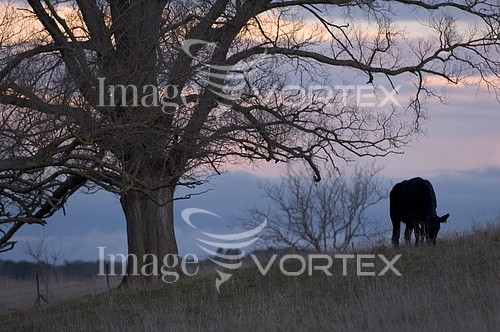 Nature / landscape royalty free stock image #629532143