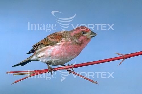 Bird royalty free stock image #630989541