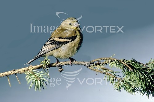 Bird royalty free stock image #630749847