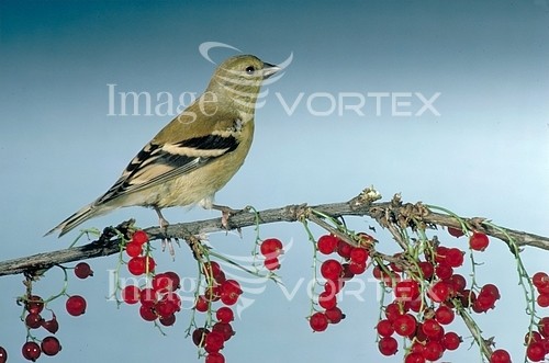 Bird royalty free stock image #630897123