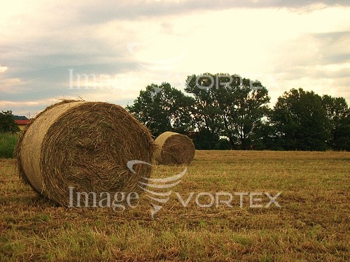 Industry / agriculture royalty free stock image #630381212