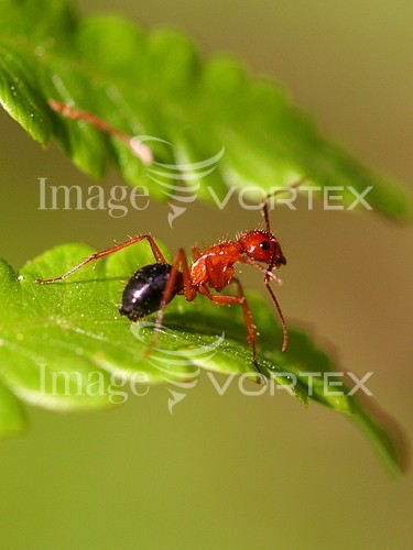 Insect / spider royalty free stock image #631443796