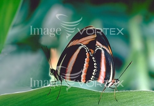 Insect / spider royalty free stock image #631969620