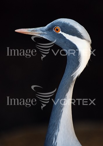 Bird royalty free stock image #631162455