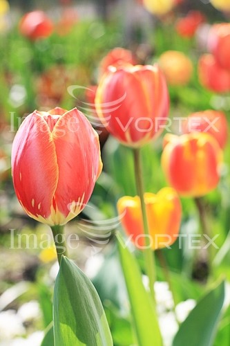 Flower royalty free stock image #631024705