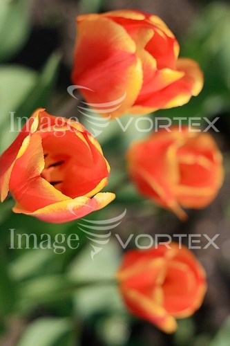 Flower royalty free stock image #631049588