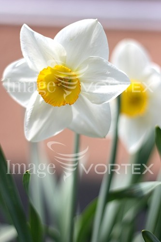 Flower royalty free stock image #631839413