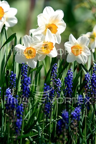 Flower royalty free stock image #631944628