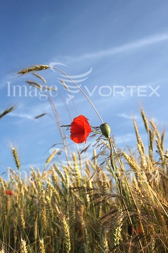 Industry / agriculture royalty free stock image #631360095