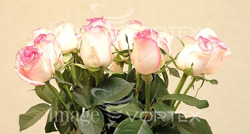 Flower royalty free stock image #631279026
