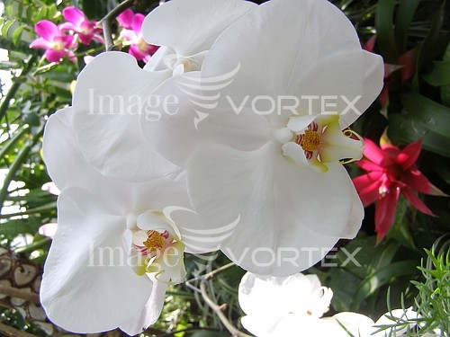 Flower royalty free stock image #632802964