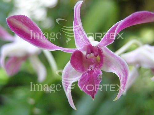 Flower royalty free stock image #632912107