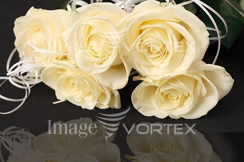 Flower royalty free stock image #632979617