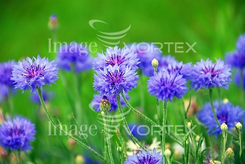 Flower royalty free stock image #634868405