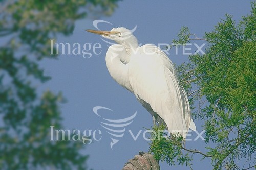 Bird royalty free stock image #637891232