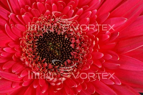 Flower royalty free stock image #638407586