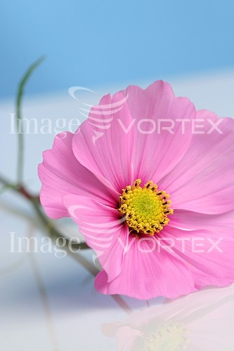 Flower royalty free stock image #638183540