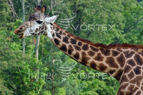 Animal / wildlife royalty free stock image #638828916