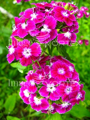 Flower royalty free stock image #639307274