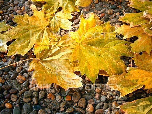 Background / texture royalty free stock image #639367672