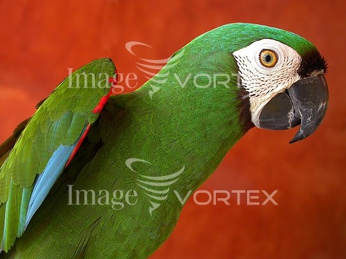 Bird royalty free stock image #639864016