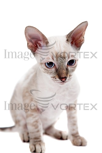 Pet / cat / dog royalty free stock image #640231356