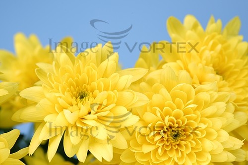 Flower royalty free stock image #642536296