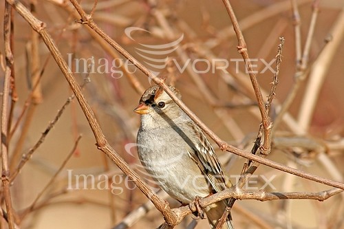 Bird royalty free stock image #643421552