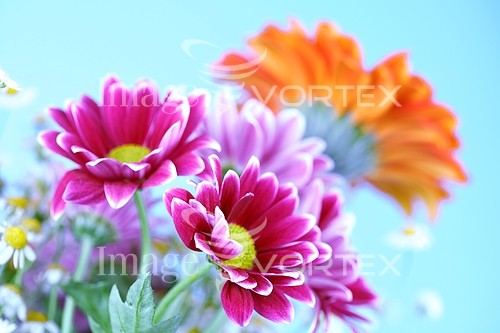 Flower royalty free stock image #643329913