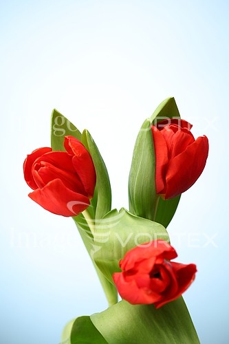 Flower royalty free stock image #643156449