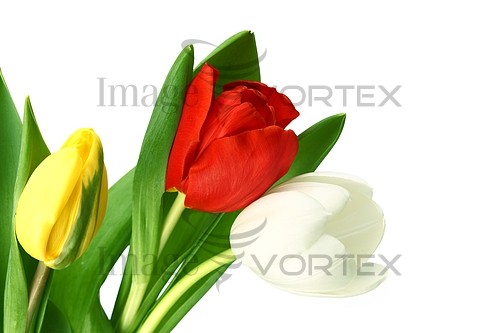 Flower royalty free stock image #643167252