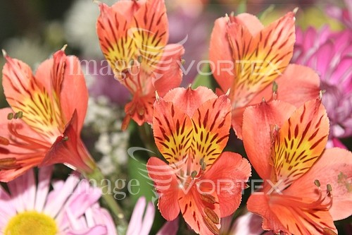 Flower royalty free stock image #645526854